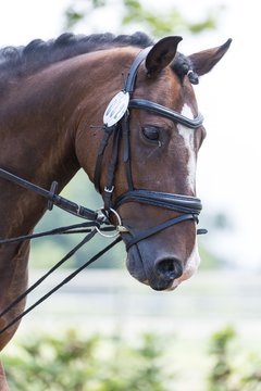 Bild 247 - Pony Akademie Turnier